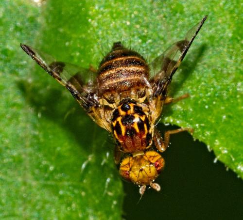 Réf. 346 067 : Goniglossum wiedemanni
